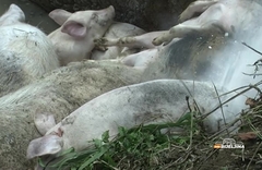 Afrička kuga svinja stigla u Srpsku: Nova žarišta u dvije opštine, farmerima prijeti ogromna šteta