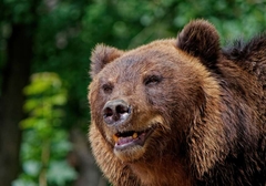 Bijeljinac osumnjičen da je odstrijelio medvjeda
