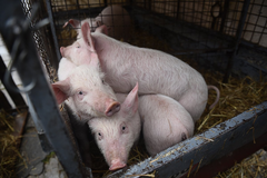 Postoji vrsta svinja i peradi koje nitko u BiH ne želi uvoziti