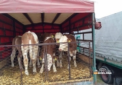 BiH uvodi hitne mjere zbog opasnosti od slinavke i šapa: Pojačana kontrola uvoza i granica