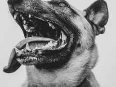 Pas lutalica izujedao dijete!