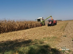 U Semberiji počela žetva kukuruza: Prinos bolji, ali cijene ne obećavaju (FOTO)