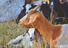 Kozje mlijeko i surutka pomažu u oporavku od korone
