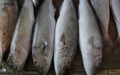 Vaskršnji post podigao cijenu ribe