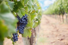  Teška godina za vinare u Srpskoj