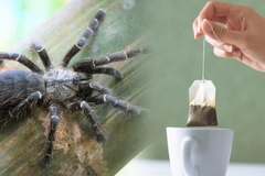 Šta se sve nalazi u kesici čaja