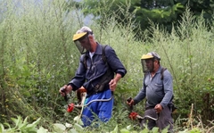 Bijeljina: Uklanjanje ambrozije sa 600.000 kvadrata javnih površina