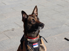 Vrijedi kao 30 ljudi: Upoznajte Toru, jedinog civilnog psa tragača u cijeloj Republici Srpskoj (FOTO)