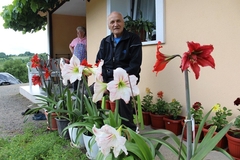 Cvjećar iz osme decenije: Dvorište Mileta Bundala u Devetacima miriše na starinske bašte