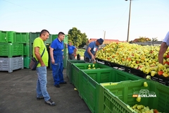 Zadruga “Povrtlarstvo” pronašla put do kupaca: Sembersko povrće šalju i u inostranstvo, Slovenci prezadovoljni (FOTO)