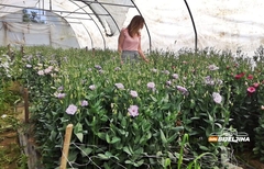 U Semberiji sve zastupljenija i proizvodnja cvijeća (FOTO)