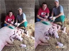 Bijeljina: Krmača uz pomoć veterinara donijela na svijet 22 živa praseta /FOTO/