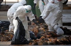 U Evropi najveća epidemija ptičjeg gripa ikad zabilježena