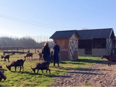 Mlada veterinarka ostvarila san - otvorila farmu alpskih koza u Šamcu