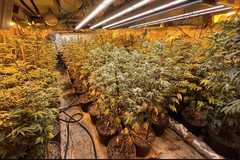 U BiH pronađena droga: Zaplijenjena vrijednost milion KM, pronađene dvije laboratorije