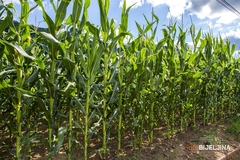 Suša prepolovila prinos kukuruza na području Zvornika