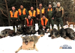 Ustrijelili najoprezniju zvijer: Pred bijeljinske lovce iskočio čopor vukova, jednog ulovili (FOTO)