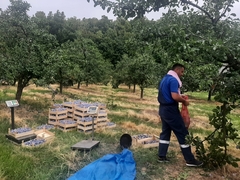 Majevički voćari zadovoljni ŠLJIVOVICA KOJA JE KVALITETOM OSVOJILA KUPCE NA SVIM KONTINENTIMA