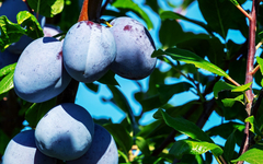 Šljiva dobro rodila prvi put nakon pet godina