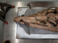 “Mašina za ubijanje”: Pronađen predator dug 12 metara sa 130 oštrih zuba