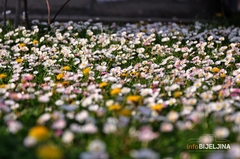 Danas pretežno oblačno, krajem dana kiša