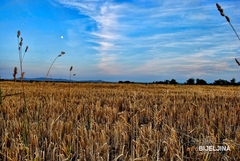 Agroanalitičar savjetuje ratarima da ne prodaju pšenicu odmah