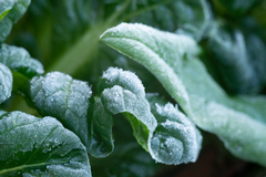 Povrće posijano na semberskim njivama uništio mraz: Niske temperature nanijele štetu i povrtarima u RS