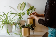 Kako da sobne biljke opstanu u toku sezone grijanja