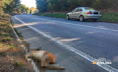 LOVCI APELUJU NA VOZAČE Sve više divljači strada na putevima Semberije (FOTO)