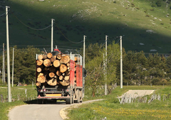 Rukovodioci "Šuma" oslobođeni optužbi za ZLOUPOTREBU POLOŽAJA