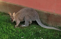 Stari ljubimac odskakutao u ravnicu, nikada nije pronađen: Novi kengur zamijenio Koki Kola na ranču u Semberiji