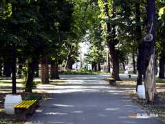 Lani posađeno 177 sadnica žu Bijeljini