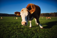 Milioni litara mlijeka gomilaju se u skladištima: Farmeri strahuju od obustave otkupa