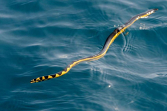 Zmija ujela ženu dok se kupala u moru