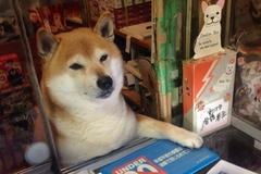 Pas godinama radio na kiosku u Japanu, sad uživa u penziji