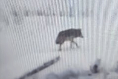 Vukovi snimljeni u naselju u blizini Srebrenice (VIDEO)