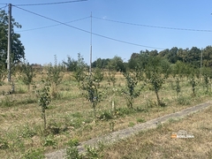 Semberski poljoprivrednici tvrde da nema spasa usjevima i voću: “Ovakva godina nikad nije bila”