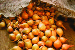 Cijene sjemenskog luka "peku" novčanike