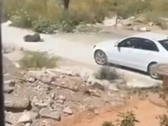 Pregazila psa pa pokušala da pobjegne iz Crne Gore, policija je uhapsila