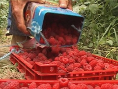 Kraj berbe maline, a otkupna cijena nije poznata