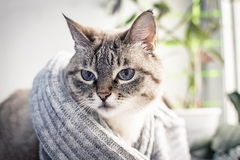 Sankcije i za ruske mačke