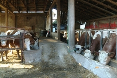 Posebna sjednica o mljekarstvu odbijena: Mljekari ogorčeni, kriza će potrajati mjesecima