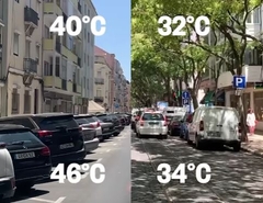 Moć urbanog drveća: Pogledajte koliko mogu rashladiti ulice tokom ljeta