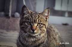 Uticaj korone na životinje: Naučnici imaju sve više dokaza da ljudi mogu da zaraze mačke