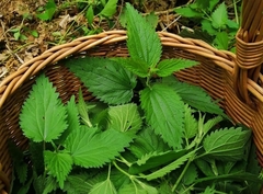 Kopriva, biljka koja je postala hit na pijacama: Saznajte sve o njenim zdravstvenim koristima