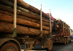 Objavljen novi cjenovnik "Šuma", HRAST I BUKVA SKUPLJI ZA 20%