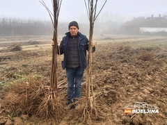 Iz Kruševca se preselio u Crnjelovo: U Semberiji pronašao idealne uslove za proizvodnju sadnica