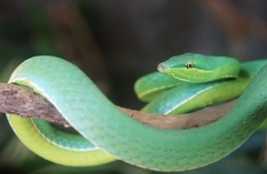 Ljudi bi mogli da proizvode otrov kao zmije