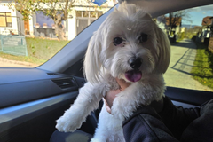 Pas iz Banjaluke pronađen u Prijedoru: Pronalazač odbio nagradu, vlasnik počastio djecu