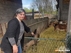 Uzgoj koza sve popularniji u našim krajevima: Porodica Petrović iz Batkovića od kozjih proizvoda ostvaruje solidnu zaradu